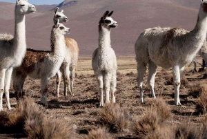 Z Chivay - Colca || Chivay - Puno Route ||