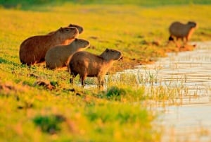 Fra Cusco: 3-dagers tur til den peruanske Amazonas med sovebuss og hytte