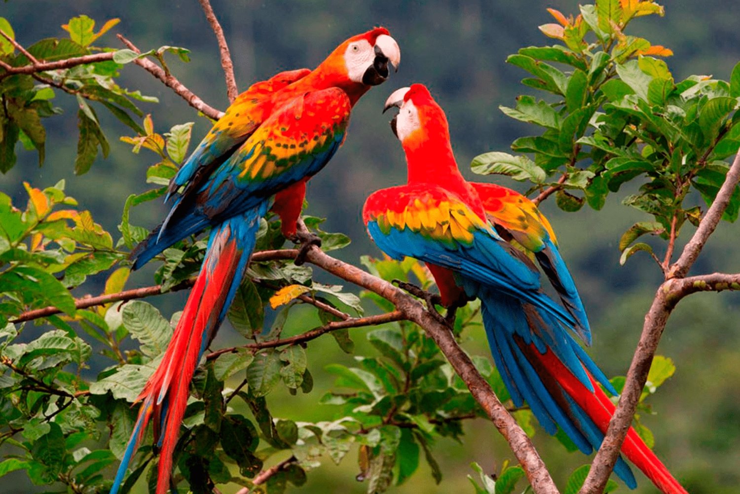 Da Cusco: Tour guidato di 4 giorni del Parco Nazionale di Manu