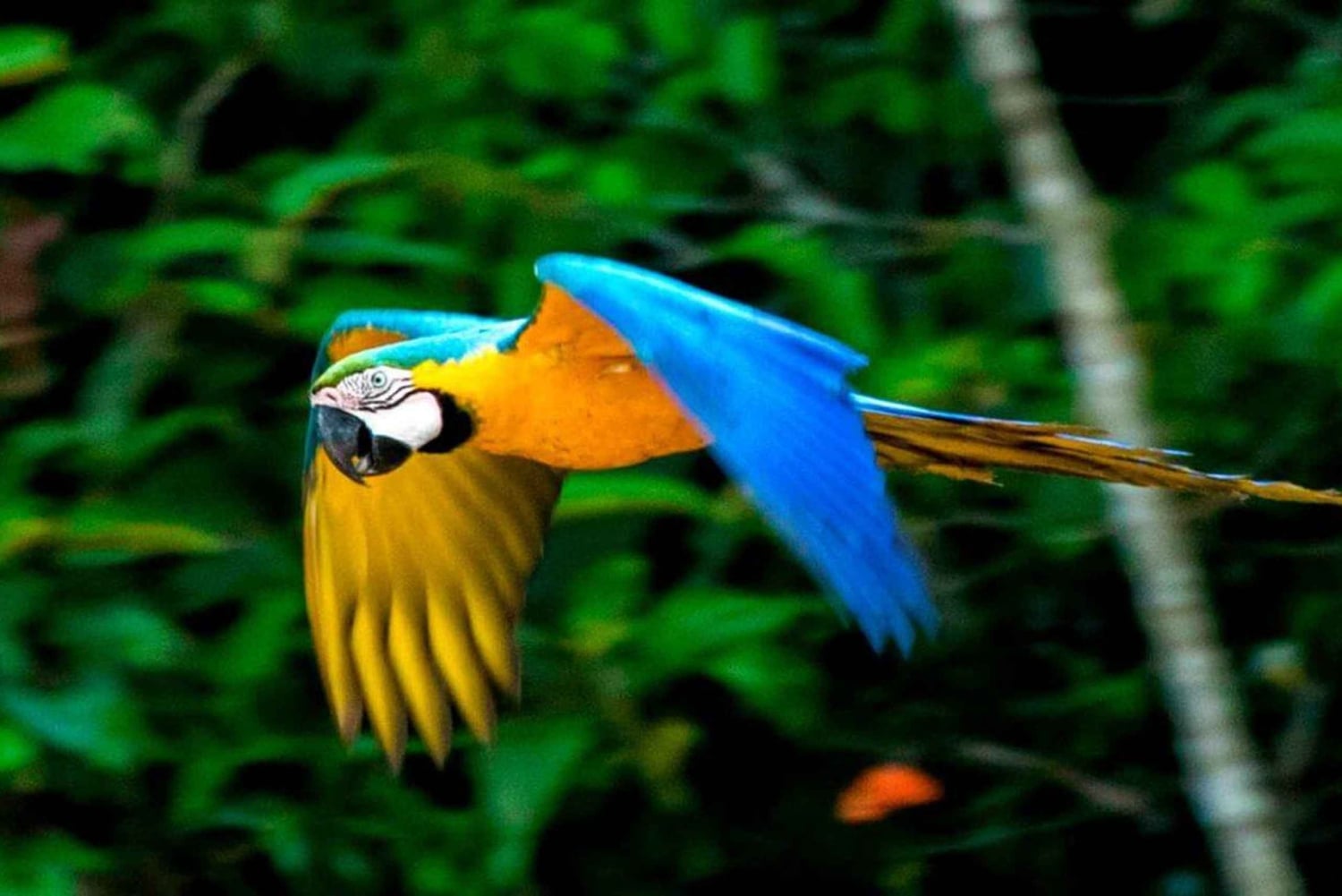 From Cusco: 4 Day Puerto Maldonado Sandoval Lake Excursion