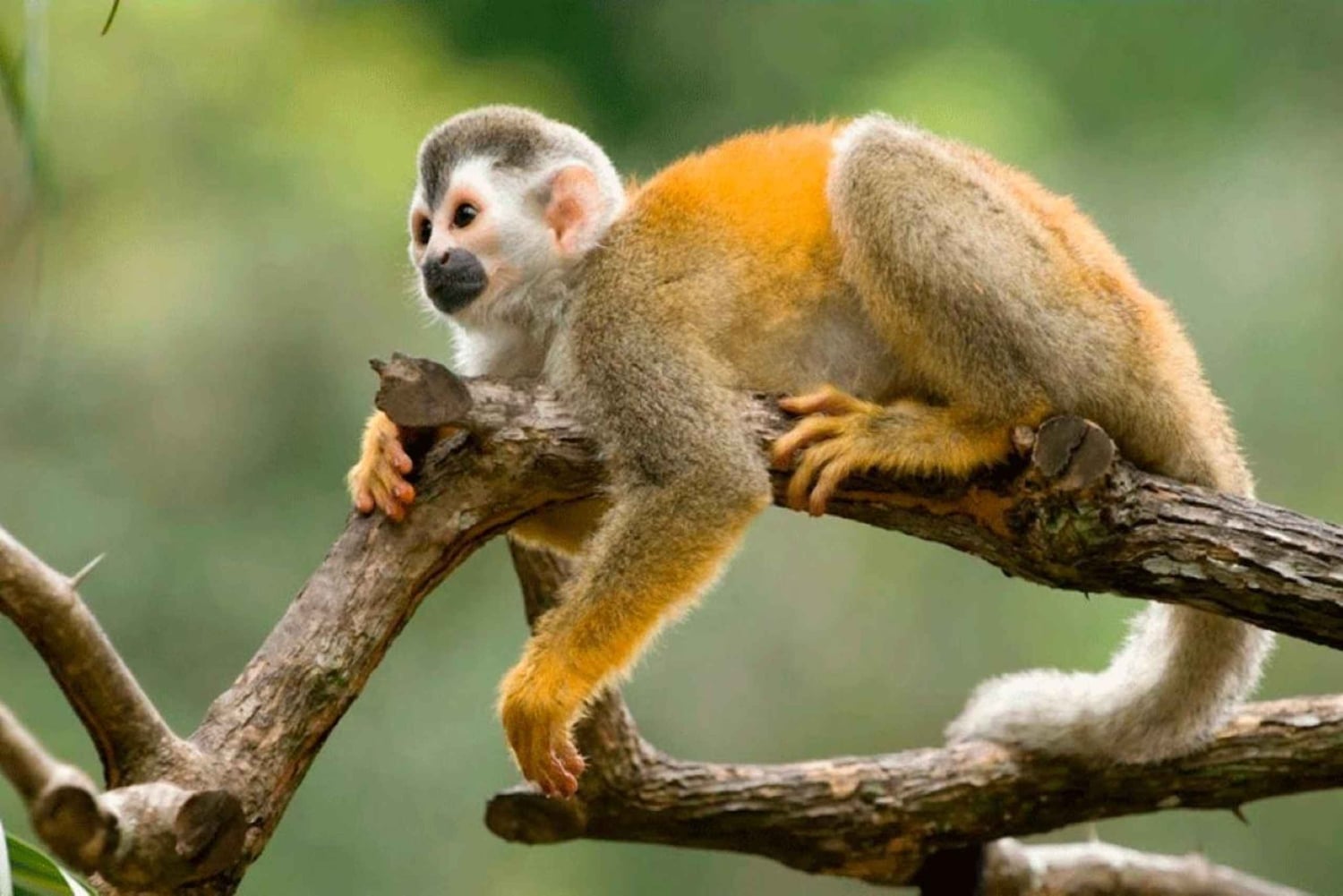 From Cusco: 4 Day Puerto Maldonado Sandoval Lake Excursion