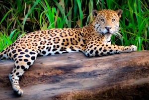 From Cusco: 4 Day Puerto Maldonado Sandoval Lake Excursion