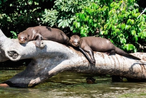From Cusco: 4 Day Puerto Maldonado Sandoval Lake Excursion