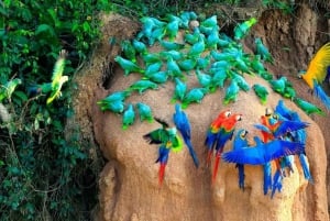 From Cusco: 4 Day Puerto Maldonado Sandoval Lake Excursion