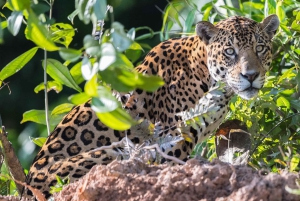 From Cusco: 4 Day Puerto Maldonado Sandoval Lake Excursion