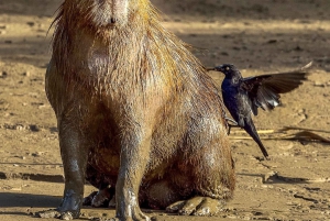 From Cusco: 4 Day Puerto Maldonado Sandoval Lake Excursion