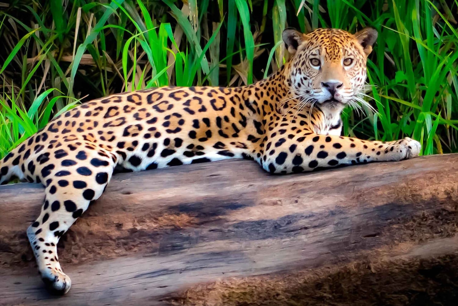 Fra Cusco: 4-dagers utflukt til Puerto Maldonado – Sandoval-sjøen