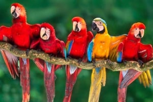 Depuis Cusco : Excursion de 4 jours à Puerto Maldonado - Lac Sandoval