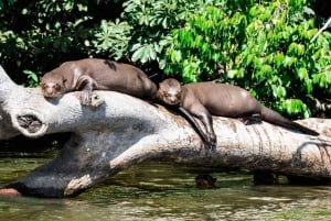 Fra Cusco: 4-dagers utflukt til Puerto Maldonado – Sandoval-sjøen