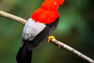 From Cusco: 5 Days of Exploration and Connection in the Manu Reserved Zone