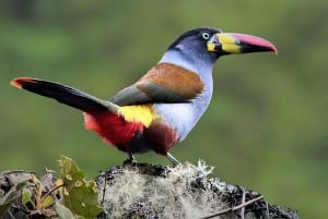 From Cusco: 5 Days of Exploration and Connection in the Manu Reserved Zone