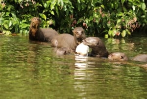 From Cusco: 5 Days of Exploration and Connection in the Manu Reserved Zone