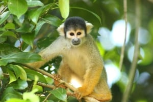 From Cusco: 5 Days of Exploration and Connection in the Manu Reserved Zone