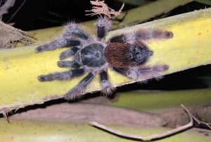 From Cusco: 5 Days of Exploration and Connection in the Manu Reserved Zone