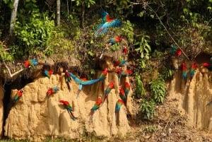 From Cusco: 5 Days of Exploration and Connection in the Manu Reserved Zone