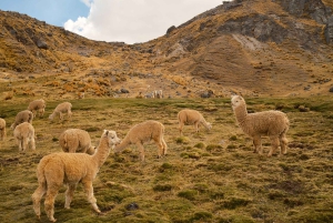 Von Cusco: Ausangate 7 Seen & heiße Quellen – Ganztägige Wanderung