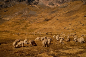 Von Cusco: Ausangate 7 Seen & heiße Quellen – Ganztägige Wanderung