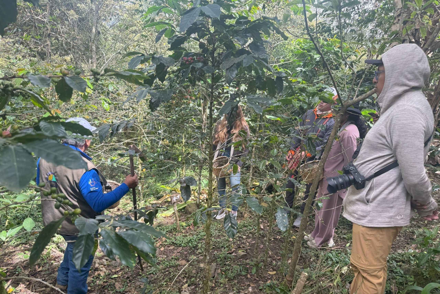 From Cusco: Full Day Coffee Tour in Huayopata