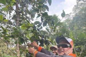 From Cusco: Full Day Coffee Tour in Huayopata