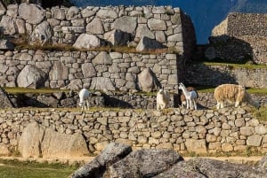 Da Cusco: Tour di un giorno intero di Machu Picchu con pranzo |Privato|