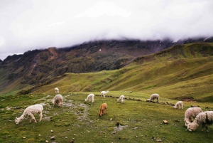 Depuis Cusco : Excursion guidée dans la montagne de l'arc-en-ciel avec transport