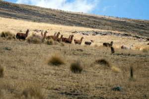 From Cusco: Huchuy Qosqo Private Full-Day Hike