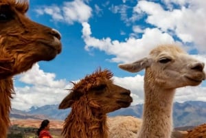 Z Cusco: Spacer z lamami i alpakami do Intipunku