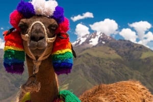 Z Cusco: Spacer z lamami i alpakami do Intipunku