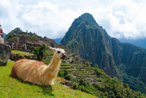 From Cusco: Machu Picchu Day Trip by Vistadome Train
