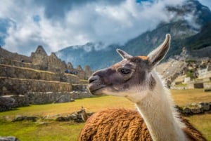 Från Cusco: Guidad heldagstur till Machu Picchu