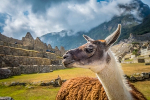 From Cusco: Machu Picchu Full-Day Guided Tour