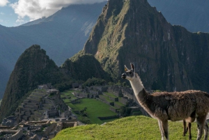 Vanuit Cusco : Machu Picchu + Huayna Picchu berg
