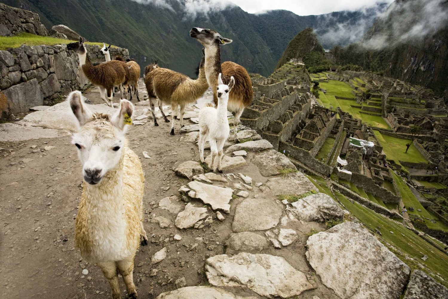 From Cusco: Machu Picchu Private Day Trip on Panoramic Train