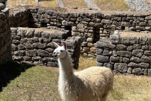 From Cusco: Machupicchu Full Day Trip by Train