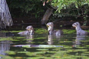 From Cusco: Manu National Park 3 Day Tour