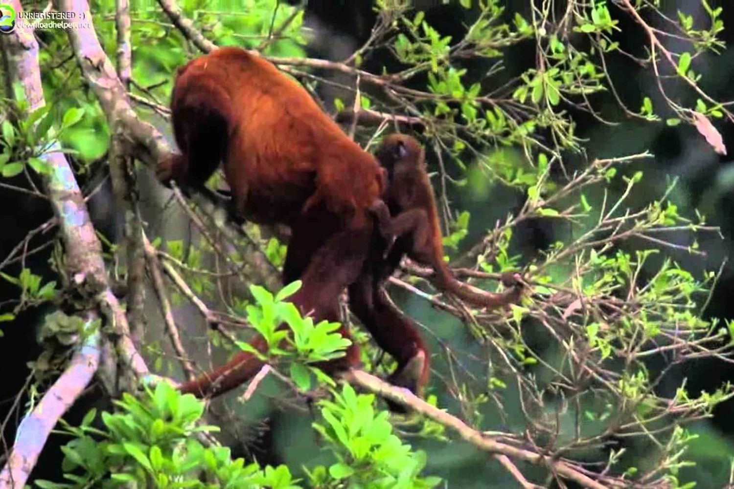 Da Cusco | Parco Nazionale di Manu 3 giorni - Tutto incluso