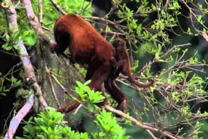 From Cusco | Manu National Park 3 days - All included