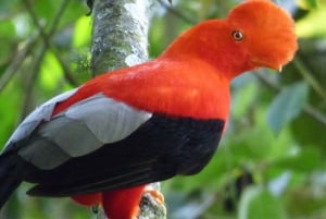 From Cusco | Manu National Park 3 days - All included