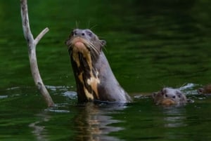 From Cusco | Manu National Park 3 days - All included