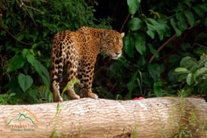 From Cusco | Manu National Park 3 days - All included