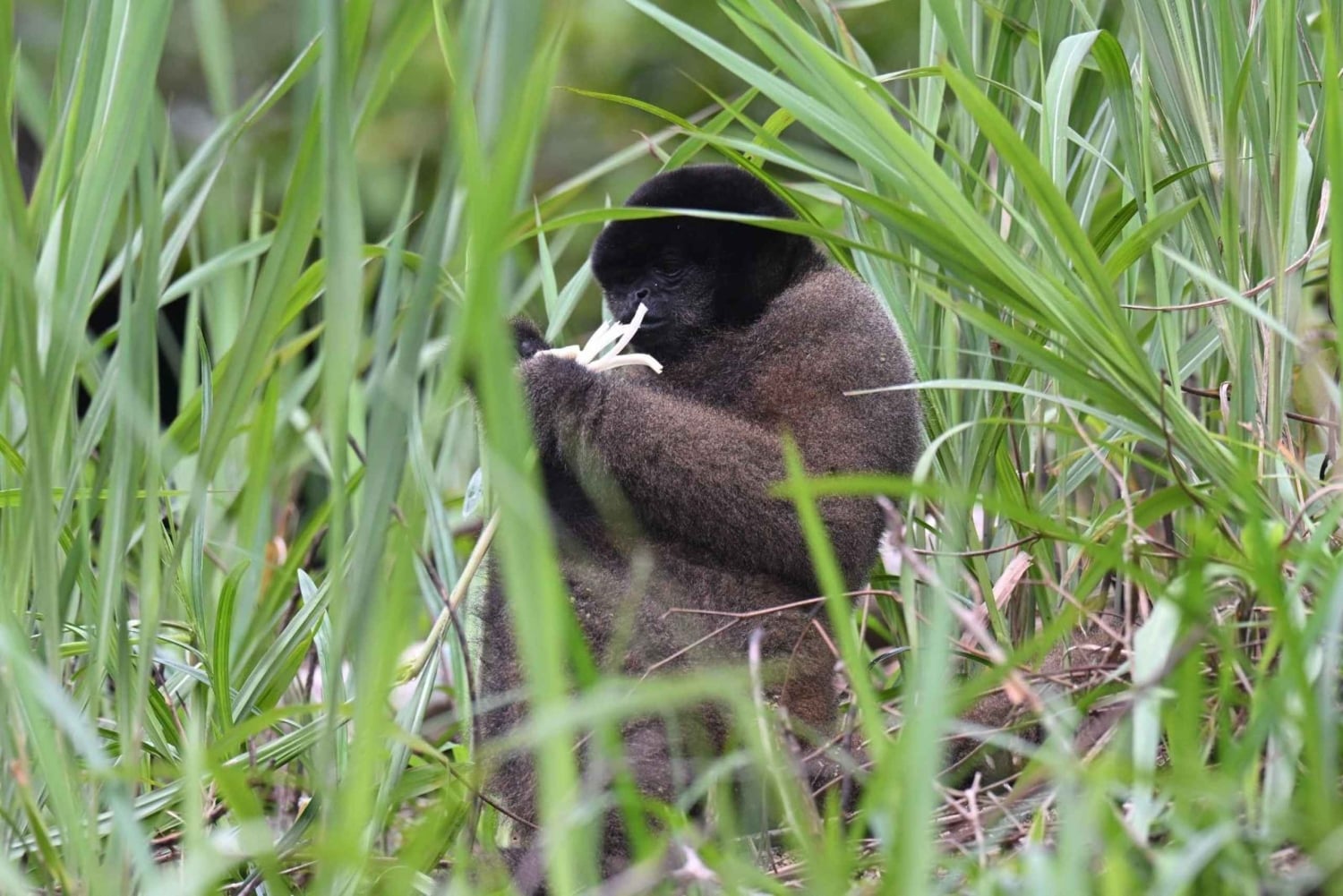 Vanuit Cusco: Manu Park 3 dagen ecotoerisme en avontuur