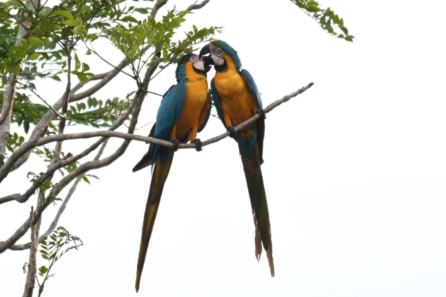 Vanuit Cusco: Manu Park 3 dagen ecotoerisme en avontuur