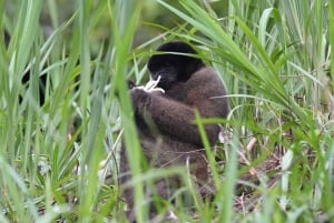 Vanuit Cusco: Manu Park 3 dagen ecotoerisme en avontuur