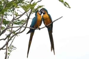 Vanuit Cusco: Manu Park 3 dagen ecotoerisme en avontuur