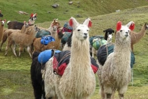 De Cusco: Montanha arco-íris 1 dia + café da manhã e almoço