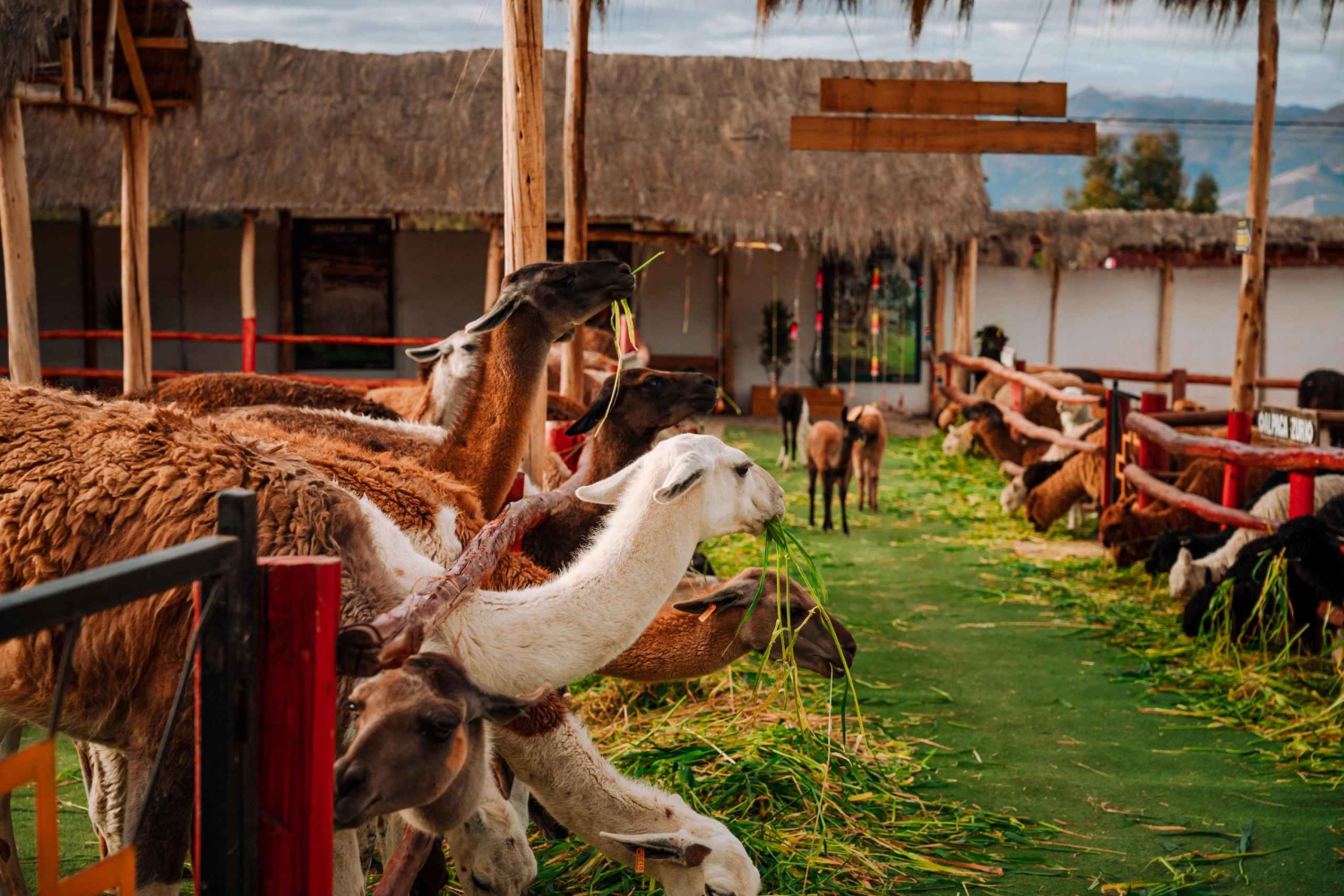 From Cusco: Sacred Valley Tour Pisac, Moray & Ollantaytambo