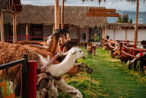 From Cusco: Sacred Valley Tour Pisac, Moray & Ollantaytambo