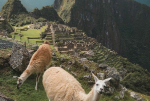 From Cusco: Travel to Machu Picchu with Vistadome train and private guide