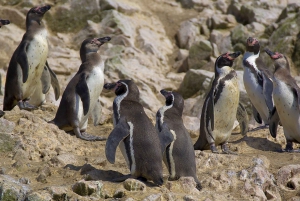 Von Huacachina aus: Ballestas und Paracas Reservat - GRUPPENTOUR