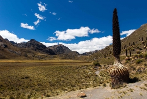 Von Huaraz aus: Gletscher Pastoruri und Puya Raimondi Tagestour